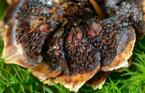 Aecidium strobilinum, cherry spruce rust, spruce cone grape cherry rust, spruce cone rust,