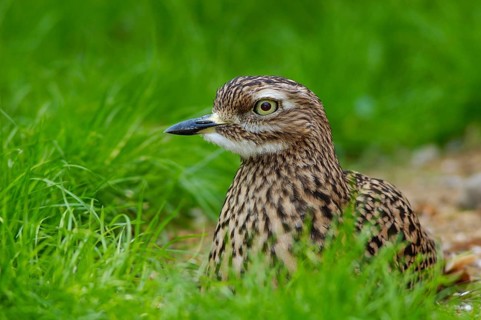 Animals, Birds, Triel, Burhinus oedicnemus, sitting in grass, Stone-Curlew