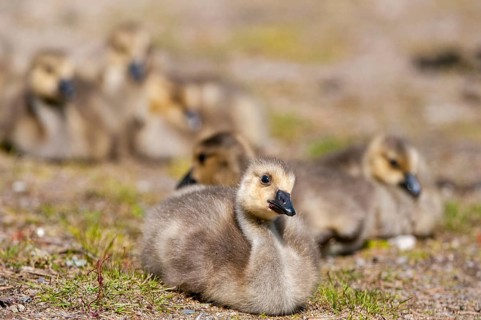 Branta canadensis, Canada goose, Canada goose, Sweden, Anatidae, birds, duckbirds, goose, geese,