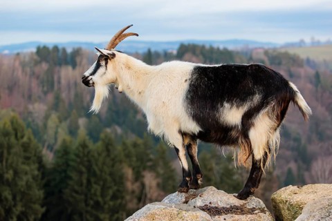 A peacock goat (Capra aegagrus f. hircus) stands on a rock on a cloudy day. In the background, a