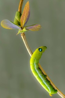 Army Green Moth, Daphnis Nerii, Oleander Hawk-Moth, Oleander Swarmers, High Size, Portrait Format,