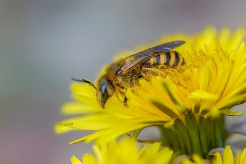 Apidae, bees, furrow bee, common narrow bee, hymenoptera, lasioglossum calceatum, insects