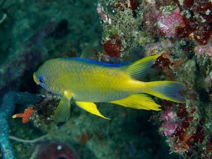 A blue and yellow fish, the Golden damselfish (Amblyglyphidodon aureus), swims along a coral reef