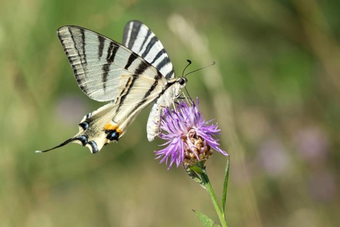 Brandenburg, Germany, Iphiclides Podalirius, Nabu project, national natural heritage, natural
