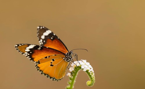 Plain Tiger butterfly (Danaus chrysippus) feeding on a wildflower, Sreepur, Gazipur, Bangladesh