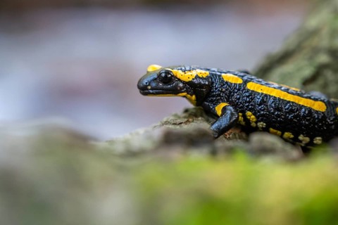 Fire salamander (Salamandra salamandra), Ilsenburg, Saxony-Anhalt, Germany