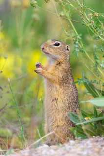 A fully grown European ground squirrel (Spermophilus citellus) eats seats, leaves and flowers in a