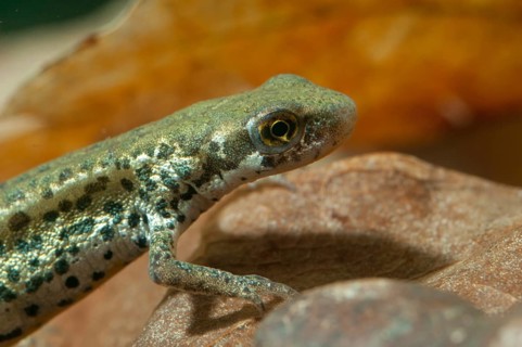 Italian newt, Italian water newt, Lissotriton italicus, Triturus italicus, amphibians, amphibians,