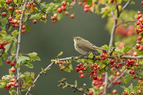 Common chiffchaff (Phylloscopus collybita) adult bird in a hawthorn tree in a hedgerow with red