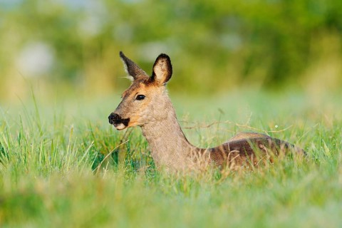 European roe deer (Capreolus capreolus), doe lying in a meadow, spring, North Rhine-Westphalia,