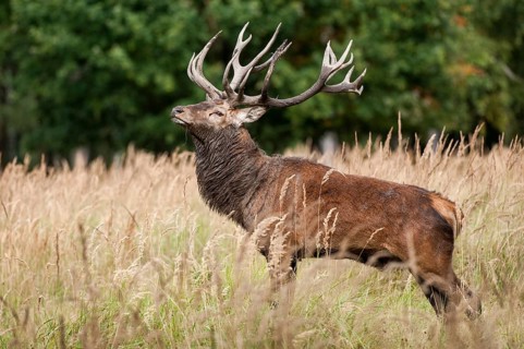 Artiodactyla, Cervus Elaphus, even-toed ungulate, cloven-hoofed, red deer, red deer, deer, mammals,