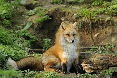 Fox, ulpes vulpes, fox sitting in front of its burrow, April 2009