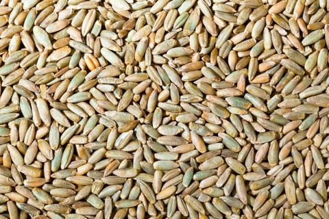 Rye grains. agriculture yield, rye grains, rye bread, Vienna, Austria