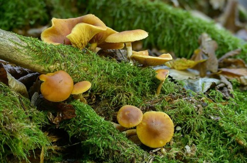 Common rustgill, fibrous ringed flammling, flammula hybrida, spotted leaf, flammling, spotted