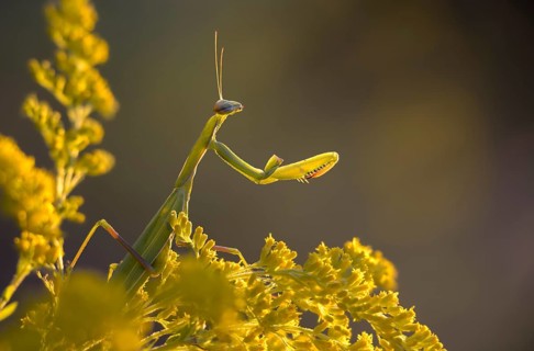 Asteraceae, Brandenburg, Canada Goldenrod, Canadian Goldenrod, Germany, European mantis, European