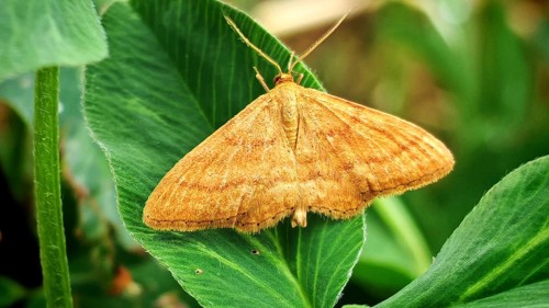 Close-up of Idaea ochrata, the steppe heath dwarf geometer, perched on a green leaf, surrounded by
