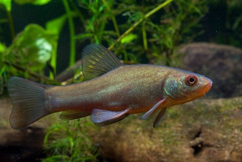 Schleie, Tench, Tinca Tinca, Doctor Fish, Fishes, Pisces