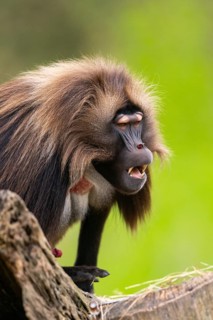 Gelada (Theropithecus gelada) male, portrait, captive, distribution africa