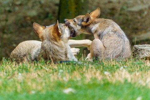 Timberwolf, wolf, American wolf (Canis lupus lycaon), Germany, two wolves interacting playfully and