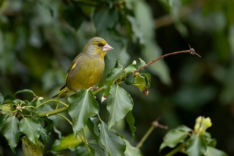 Eurasian greenfinch (Chloris chloris) adult garden bird in an ivy bush, England, United Kingdom
