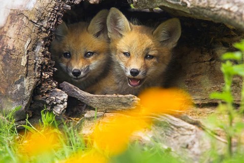 Red fox (Vulpes vulpes), Minnesota, USA. Two young foxes are hiding in a tree hollow, surrounded by