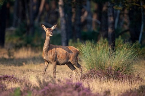 Red deer (Cervus elaphus), Hoenderloo, Gelderland, Netherlands
