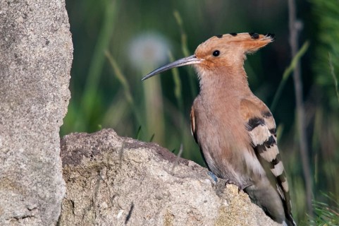 Brandenburg, Germany, Hoopoe, Nabu, national natural heritage, Grünhaus natural paradise, upupa