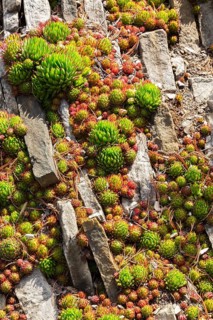 Sempervivum - Hens and Chicks succulent plants growing in border with upright stones and fallen