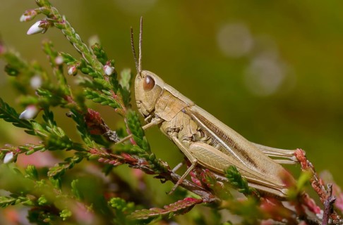 Acrididae, Caelifera, Chorthippus albomarginatus, field locusts, gomphocerinae, grasshoppers,