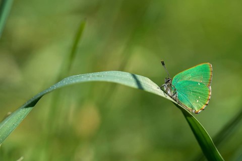 Blackberry tip, Callophrys rubi, gren hairstreak, green pointed butterfly, insects, butterfly,