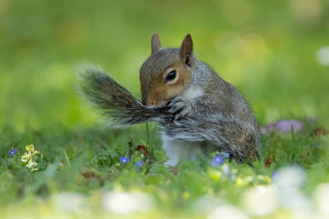 Grey squirrel (Sciurus carolinensis) adult animal washing its tail on a garden grass lawn, England,