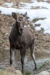 Alces alces, artiodactyla, elk, even-toed ungulate, mosses, cloven-hoofed, high size, portrait,