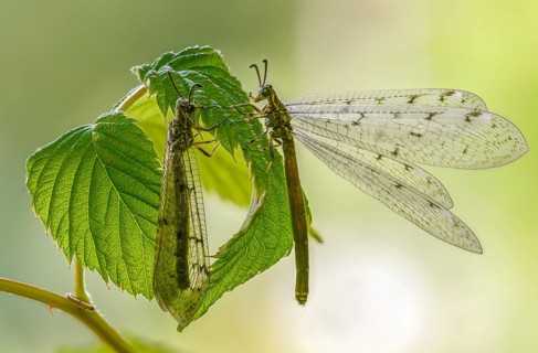 Antmaids, Euroleon nostras, spotted winged ant maid, Myrmeleontidae, Neuroptera, Suffolk antlion,