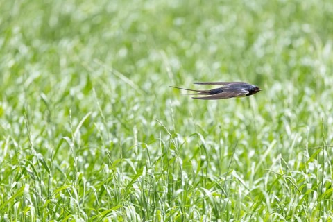 A swallow glides swiftly across a green meadow landscape, a barn swallow (Hirundo rustica) in