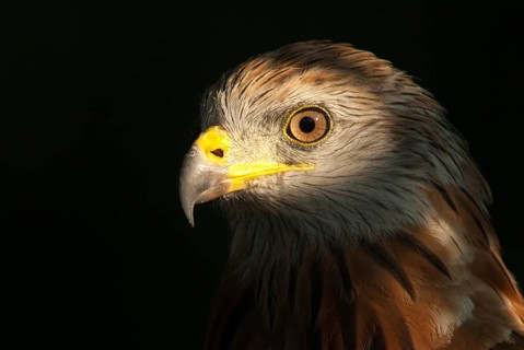 Accipitriformes, Milan, Milvus Milvus, Red Kite, Red Kite, Birds of Prey, Leo, Raptor, Raptors,