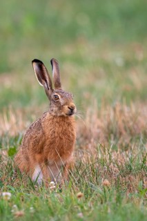 European hare (Lepus europaeus), Vechta, Lower Saxony, Germany