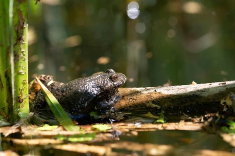 Bombina bombina, fire-bellied toad, red-bellied toad, lowland toad, amphibians, amphibians,