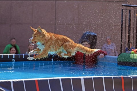 Dog Diving, Dog Sports, VDH Messe, Westfalenhalle Dortmund, Dortmund, North Rhine-Westphalia,