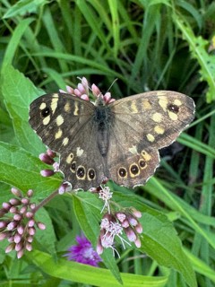 Woodland Brown (Pararge aegeria), butterfly resting on hemp agrimony (Eupatorium cannabinum), Upper