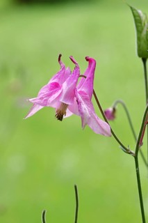 Common Columbine (Aquilegia vulgaris), pink flower at the edge of the woodland, in spring,
