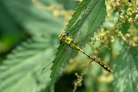 Green culbtail, green snaketail, green wedge, ophiogomphus cecilia, anisoptera, damselflies,
