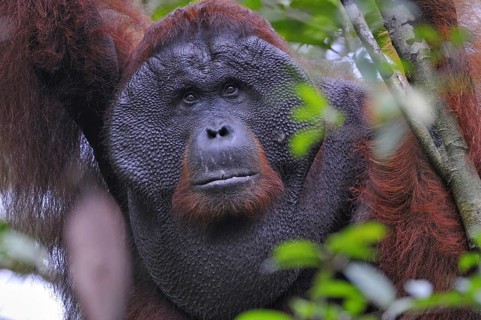 Animals, Mammals, Orangutan, Male, (Pongo pygmaeus), Tanjung Puting National Park, Borneo,