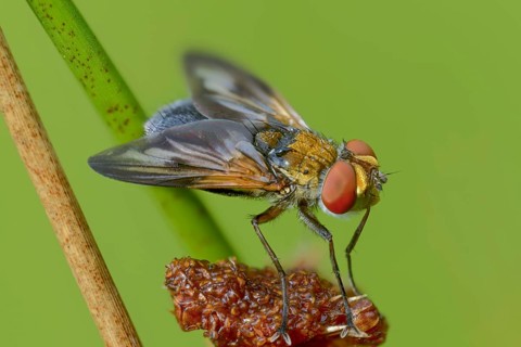 Blue iridescent bedfly, pattern-winged bug tachinid fly, phasia hemiptera, caterpillar flies,