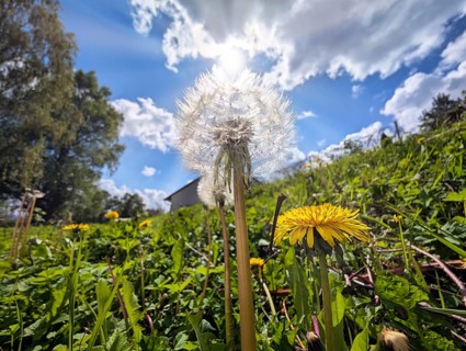 A dandelion (Taraxacum officinale) with yellow flowers and one that has finished flowering, fruit