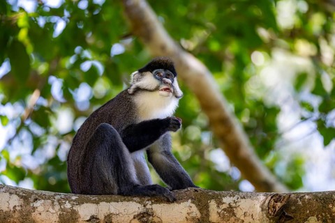Red-tailed guenon or Congo white-nosed guenon (Cercopithecus ascanius schmidti), sitting on a tree,