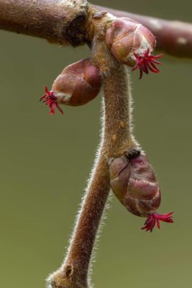 Betulaceae, birch family, corylus avellana, common hazel, hazel, hazel, female inflorescence,