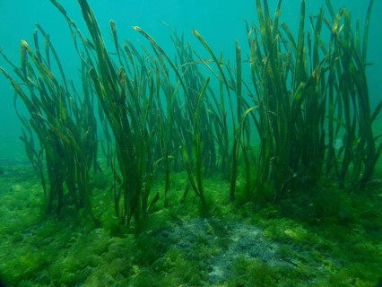 Green aquatic plants, ribbon seagrass (Enhalus acoroides), growing in clear water on a sandy