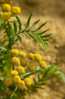 Asteraceae, chrysanthemum vulgare, daisy, tansy, tanacetum vulgare, tansy, wormwort, bitter