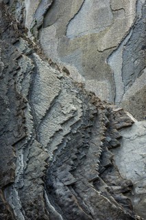 Geological formation of sandstone and limestone layers, Flysch on Itzurun Beach in Zumaia, Spain