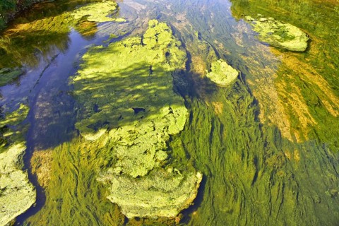Algae growth in the Wertach river in Augsburg due to the heat wave, Bavaria, Germany